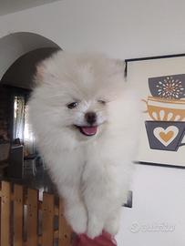Spritz di Pomerania nano