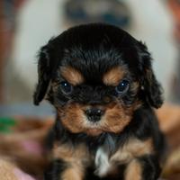Cavalier king nero focato