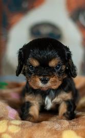 Cavalier king nero focato