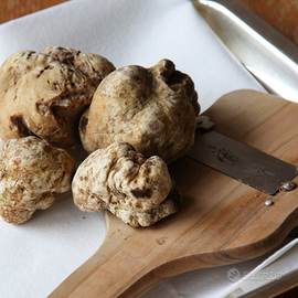 Cuccioli di lagotto romagnolo