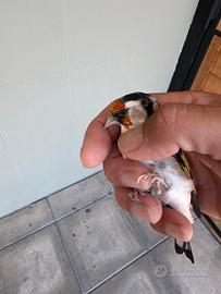 Cardellino favato