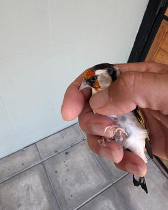 Cardellino favato