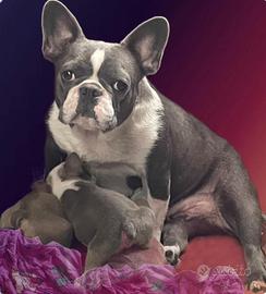 Bulldog francese BLU