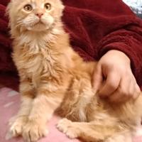 Cuccioli Maine coon con pedigree