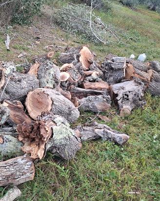 legna di ulivo asche de ulia bone