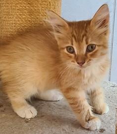 Gatti siberiani pura razza