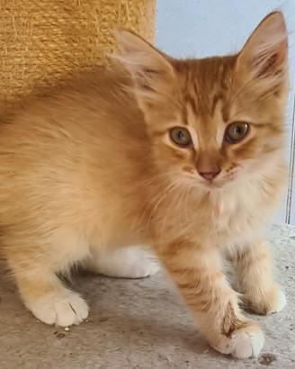 Gatti siberiani pura razza