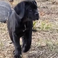 Cuccioli di cane corso