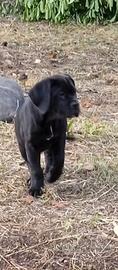 Cuccioli di cane corso