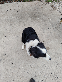 Cuccioli di border colli