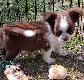 Maschio piccola taglia p.l