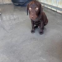 Cuccioli di Labrador Retriver