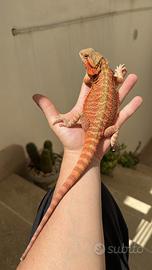 Drago barbuto