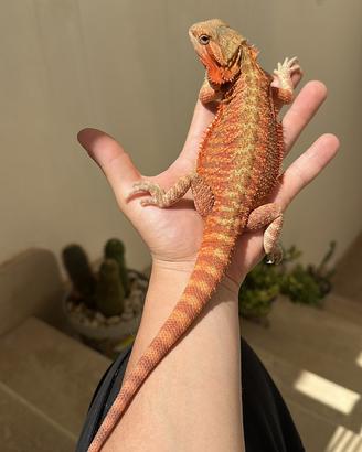 Drago barbuto
