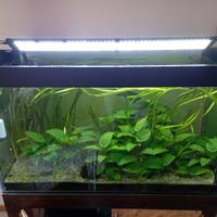 Potature di Anubias barteri