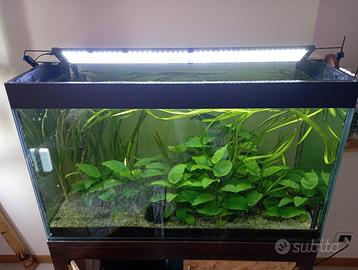 Potature di Anubias barteri