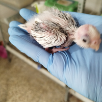 Calopsite da imbecco