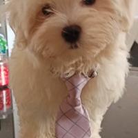 Maltese linea coreana taglia piccola