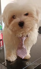 Maltese linea coreana taglia piccola