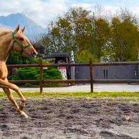 Cavallo Andaluso