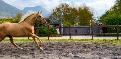 Cavallo Andaluso