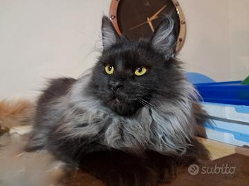 Splendido maschio Maine Coon Black Smoke