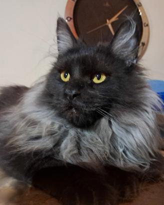 Splendido maschio Maine Coon Black Smoke