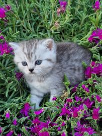 Gatto scottish fold e straight gattini adorabili