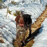 Spinone Italiano maschio