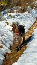 Spinone Italiano maschio