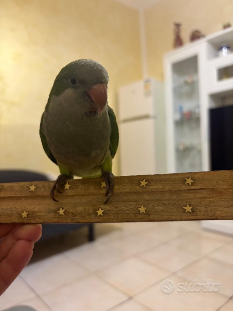 Parrochetto monaco allevato a mano - Animali In vendita a Catania