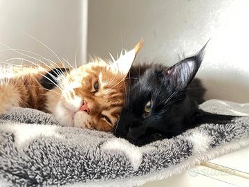 Cuccioli di Maine Coon