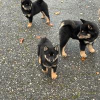 Shiba Inu cuccioli con Pedigree Italiano