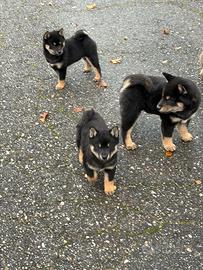 Shiba Inu cuccioli con Pedigree Italiano