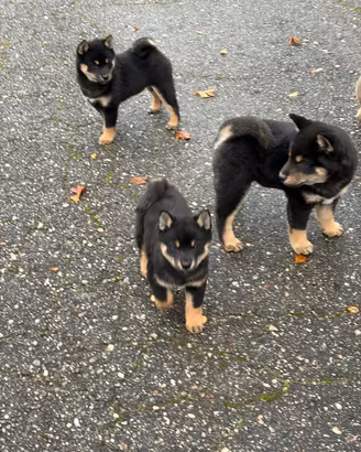 Shiba Inu nero cuccioli con Pedigree Italiano