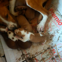 Cuccioli di segugio maremmano