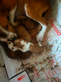 Cuccioli di segugio maremmano