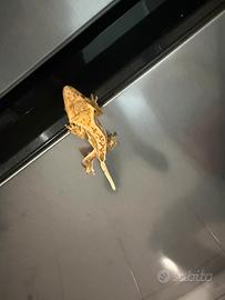 Geco ciliatus