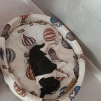 una cuccia per cagnolini e usata pochissimo 