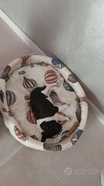 una cuccia per cagnolini e usata pochissimo 