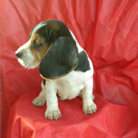 Beagle Cuccioli