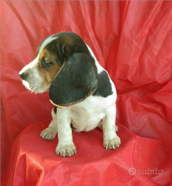 Beagle Cuccioli