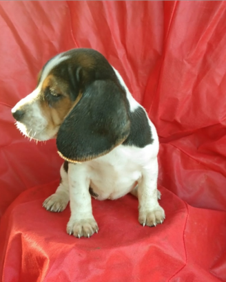 Beagle Cuccioli