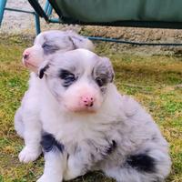 Cuccioli di Border Collie