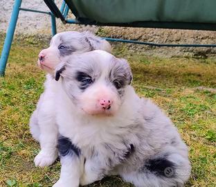 Cuccioli di Border Collie