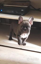 Bulldog francese maschietto