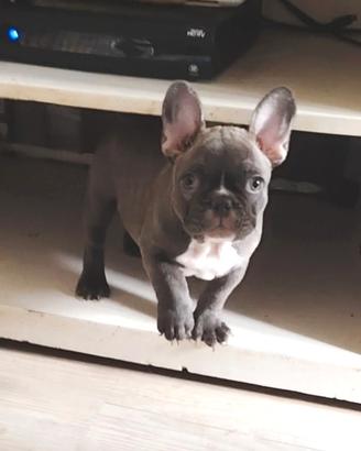 Bulldog francese maschietto