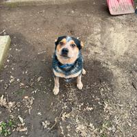 Australian cattledog