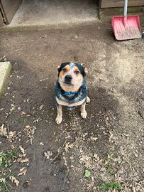 Australian cattledog