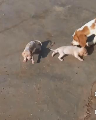 Cani maschio 150 euro,femmina 200 euro
